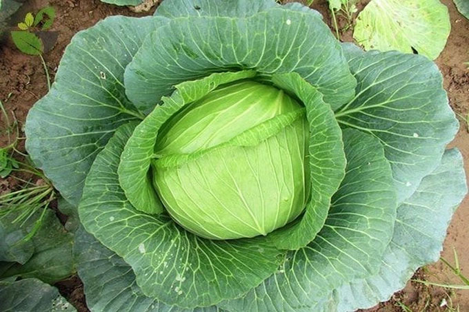 Bắp cải từng được coi là "thần dược"