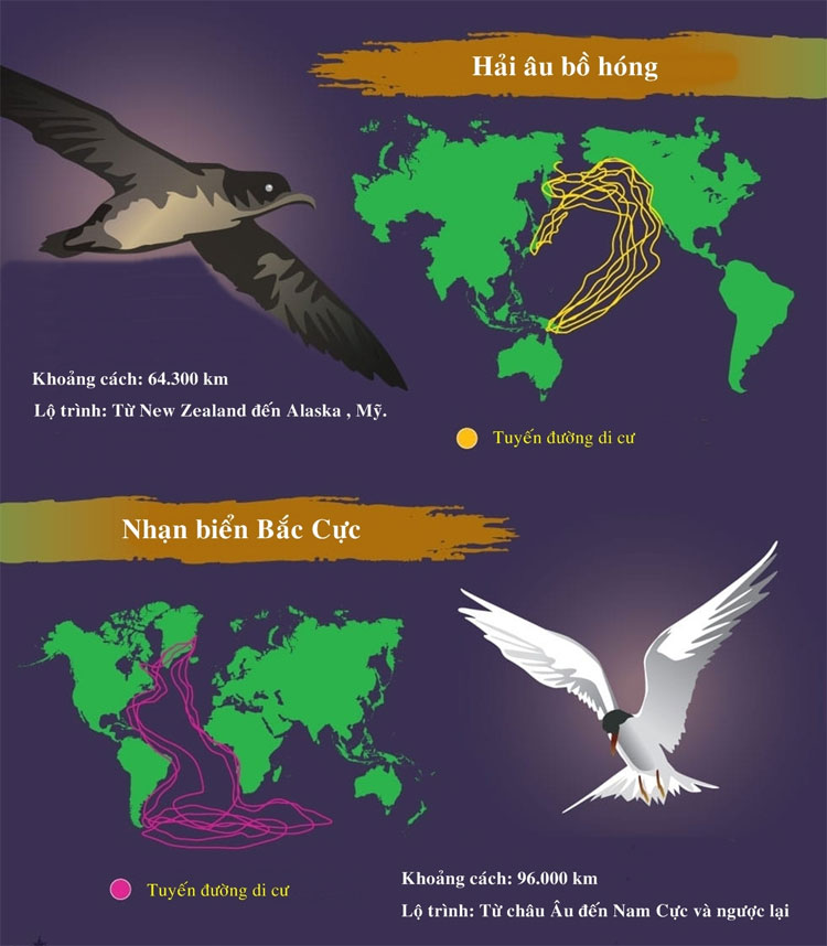 Nhạn biển Bắc Cực là loài động vật có quãng đường di cư dài nhất thế giới lên đến 96.000km.