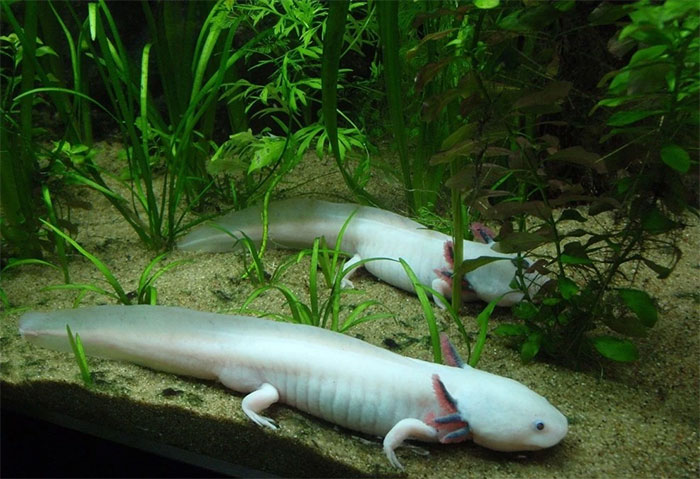Axolotl có bộ gene lớn hơn bất kỳ loài động vật nào mà con người đã từng giải trình tự.