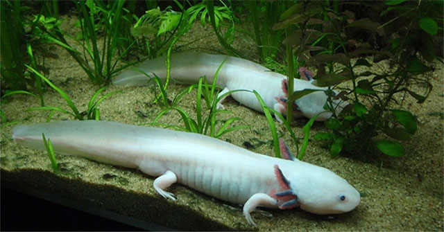 Loài vật có siêu năng lực mà con người “thèm khát”