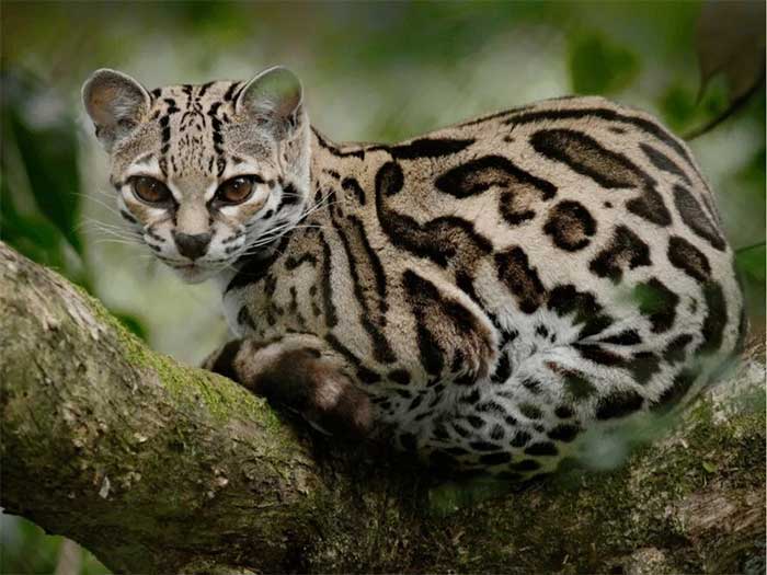 Mèo đốm margay.