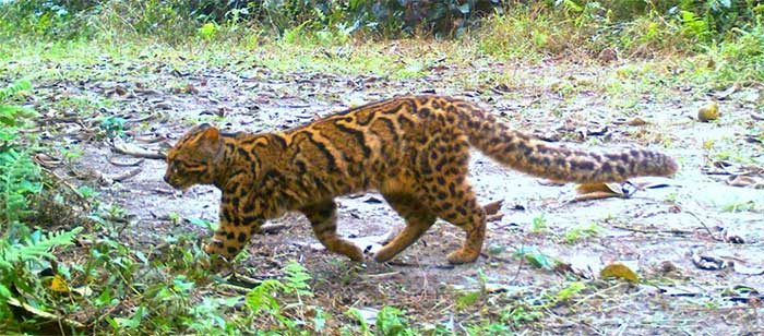 Mèo gấm Pardofelis marmorata.