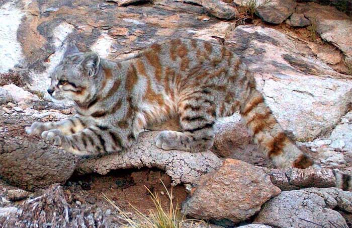 Mèo núi andes Leopardus jacobita.