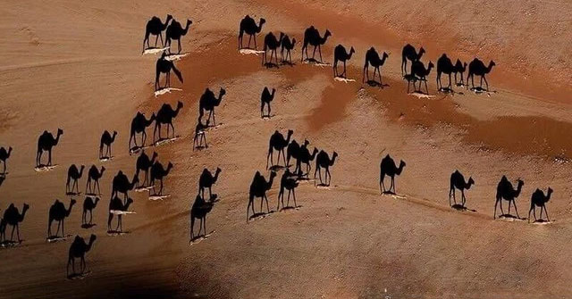 Bức ảnh gây tranh cãi “cõi mạng” Thổ Nhĩ Kỳ: Màu trắng dưới chân con lạc đà là gì?