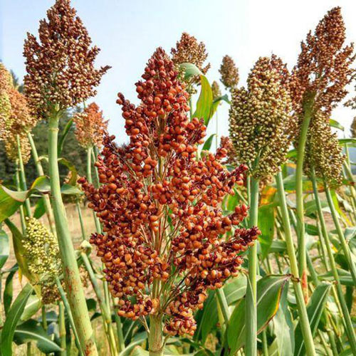 Vẻ ngoài của cây bo bo của nó rất giống cây ngô (bắp)