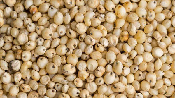 Sự thật cực thú vị về huyền thoại bo bo thời bao cấp