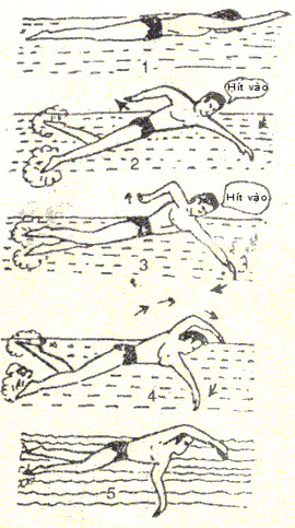 Bơi chân và tay trườn sấp phối hợp thở dưới nước.