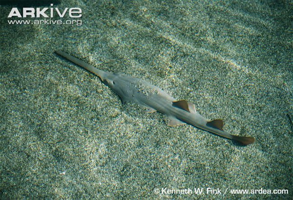 Miệng và lỗ mũi của chúng nằm ở mặt dưới giống như các loài cá đuối