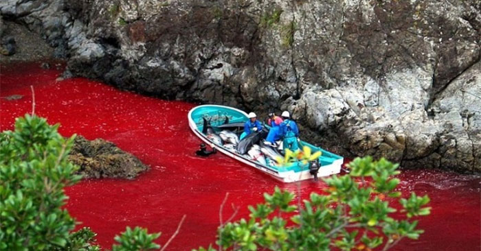 Đàn cá heo bị tàn sát nhuộm đỏ nước biển