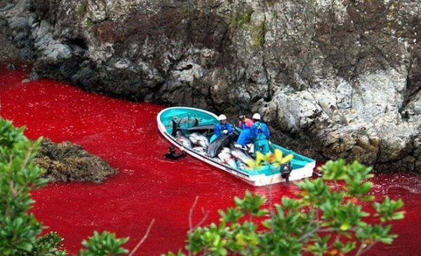 Đàn cá heo bị tàn sát nhuộm đỏ nước biển