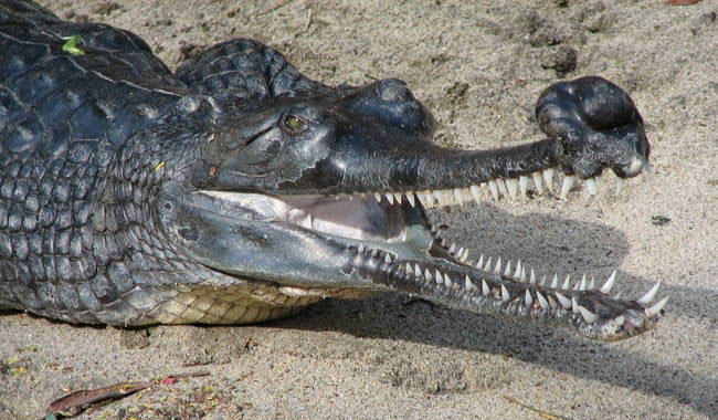 Cá sấu Ấn Độ