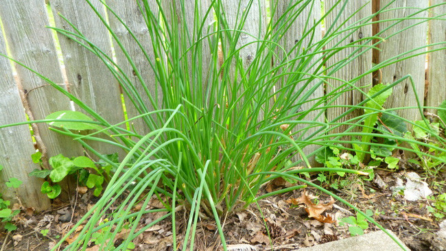 Cây nén có tinh dầu cay nồng nên rắn rất sợ.