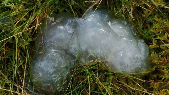 Có nhiều giả thiết về chất nhầy này, nhưng vẫn chưa làm sáng tỏ hoàn toàn.