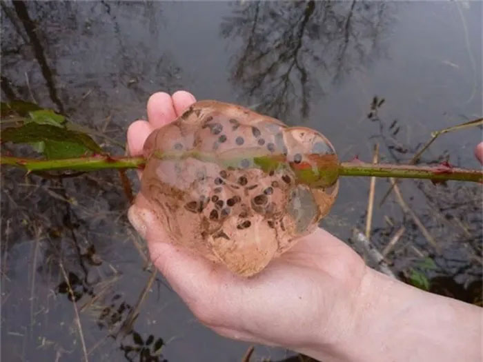 Những "hạt mưa" chất nhầy được người dân gom lại trên tay.