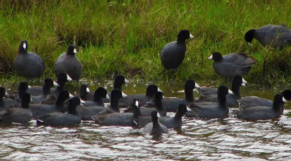 Loài chim xưa “tiến vua”, nay thành món ăn quý hiếm, đại bổ và đắt đỏ