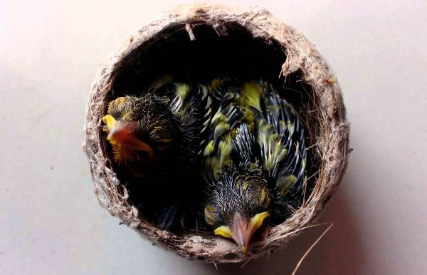 Tổ của chim sâu thường có dạng hình bọng.