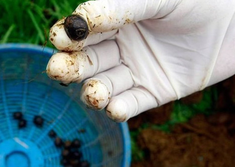 Những khám phá cực hay ho về loài voi khổng lồ