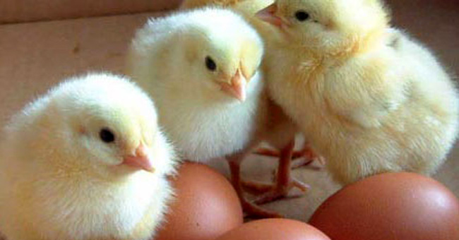 Đáp án của các nhà khoa học: Gà có trước trứng!