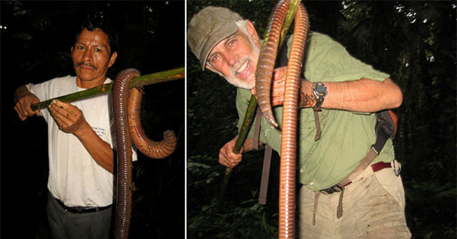 Bí ẩn về loài giun Ecuador, dù là giun đất nhưng lại to bằng con rắn