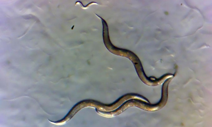 Loài giun tại Chernobyl, Ukraine đã phát triển năng lực đặc biệt.