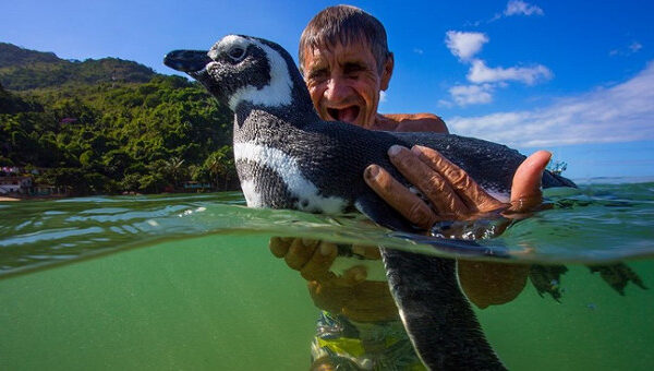 Sự thật phía sau câu chuyện “Chú chim cánh cụt vượt 8.000km mỗi năm để về thăm ân nhân”