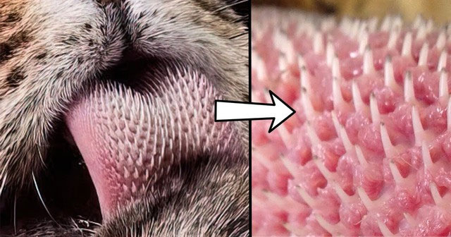 Cận cảnh chiếc lưỡi đầy “gai nhọn” của loài hổ, cuối cùng ta cũng hiểu tại sao chúng được gọi là chúa tể rừng xanh