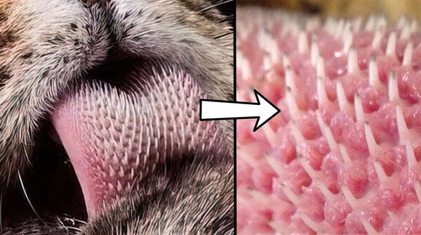 Cận cảnh chiếc lưỡi đầy “gai nhọn” của loài hổ, cuối cùng ta cũng hiểu tại sao chúng được gọi là chúa tể rừng xanh