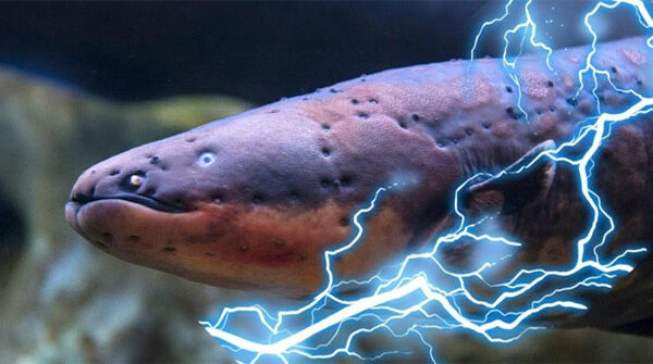 Lươn điện phóng ra điện áp 860 volt, liệu chúng có thể giật điện cá sấu và làm choáng người lớn không?