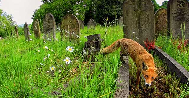 Sự sống mãnh liệt trỗi dậy ở nơi vốn chỉ có cái chết