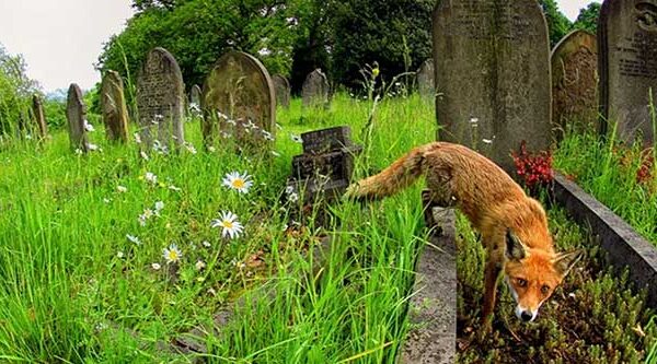 Sự sống mãnh liệt trỗi dậy ở nơi vốn chỉ có cái chết