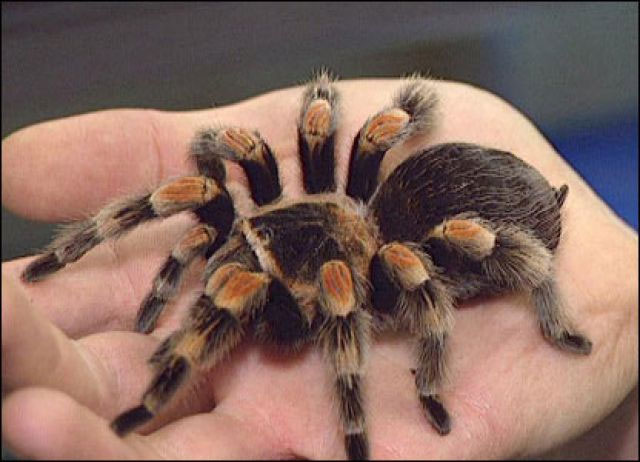 Nhện Tarantula