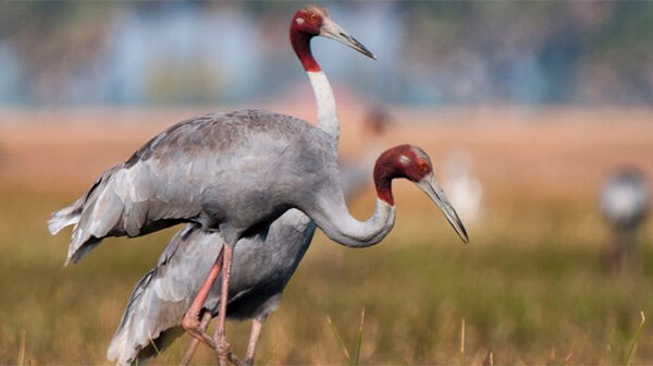 Sếu đầu đỏ – Loài chim biết bay cao nhất thế giới