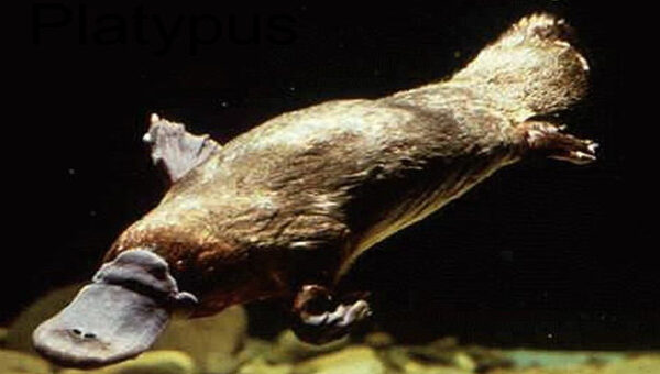 Sự thật bất ngờ về loài thú mỏ vịt