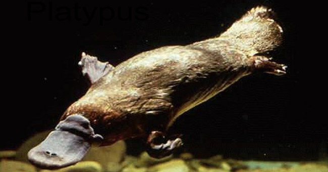 Sự thật bất ngờ về loài thú mỏ vịt