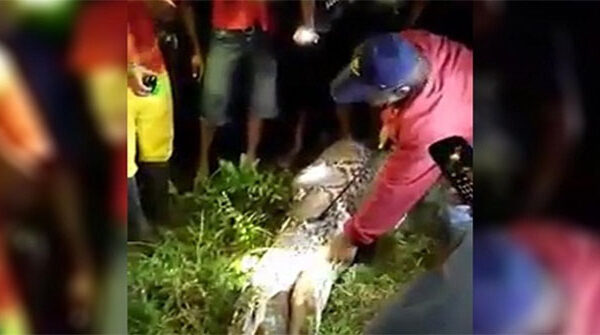 Xác người đàn ông Indonesia trong bụng trăn dài 7 mét