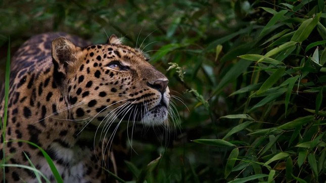 bao-amur Báo Amur