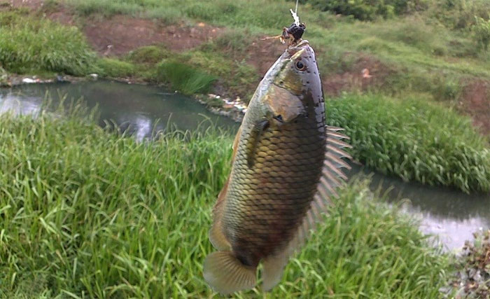 Cá rô đồng