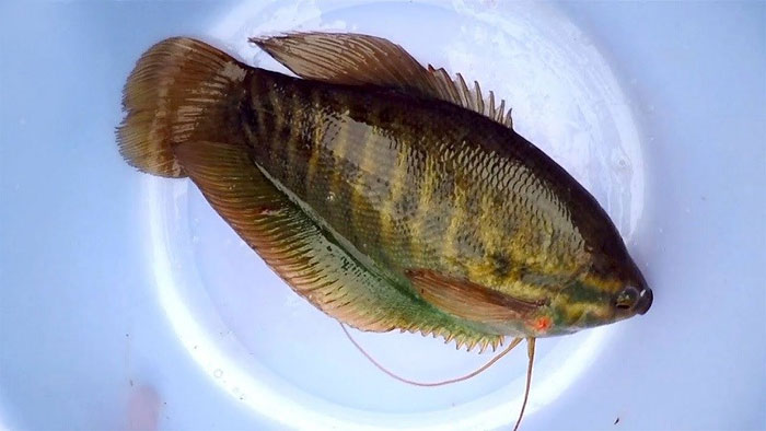 Cá sặc