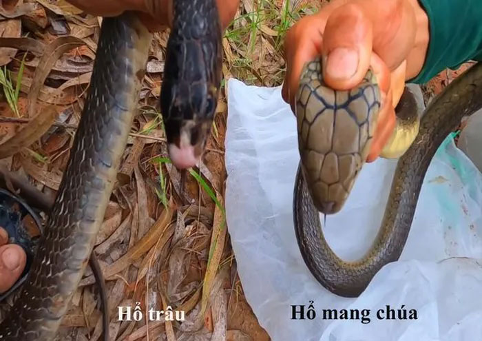 cach-phan-biet-cac-loai-ran-ho-1 Hổ trâu và hổ mang chúa.