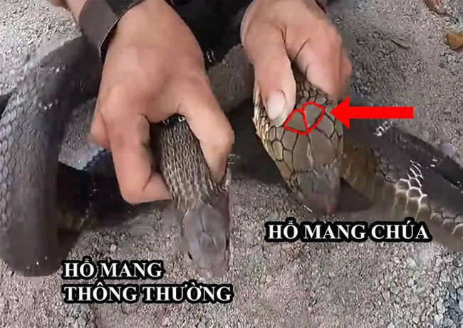 cach-phan-biet-cac-loai-ran-ho Hổ mang chúa có phần vảy đầu rất khác biệt so với các loài rắn hổ mang thông thường.