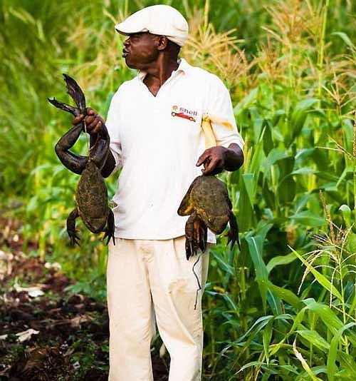 Ếch con Goliath rất khó khăn để tồn tại trong môi trường tự nhiên.