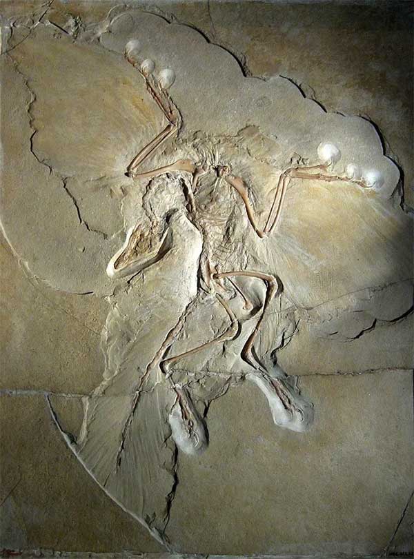 ga-mong-6 Archaeopteryx