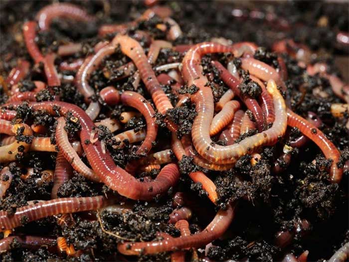 giun-dat Những con giun có thể di chuyển 8 tấn đất trên mỗi mẫu đất.