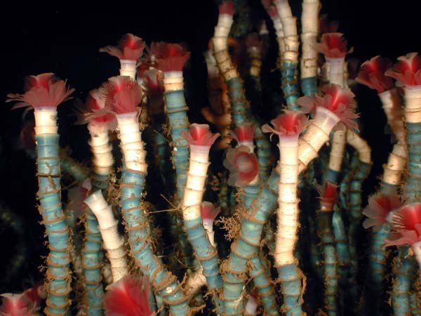 giun-lamellibrachia Giun ống Lamellibrachia