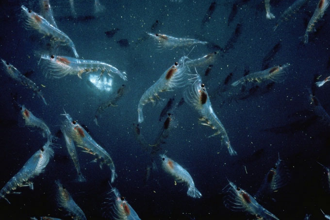 krill Nhuyễn thể Nam Cực.