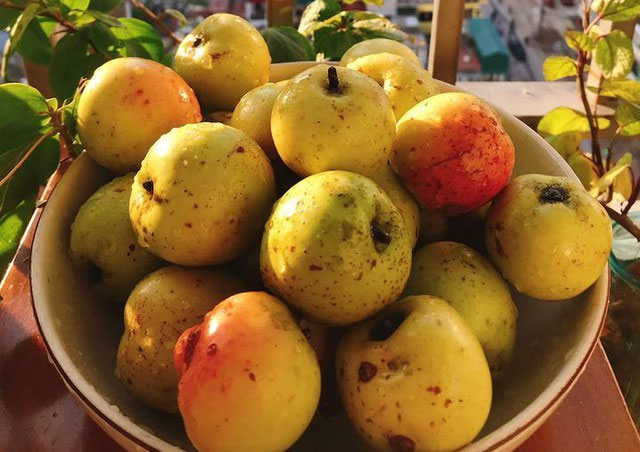 qua-tao-meo Táo mèo có nguồn khoáng chất và vitamin quan trọng.
