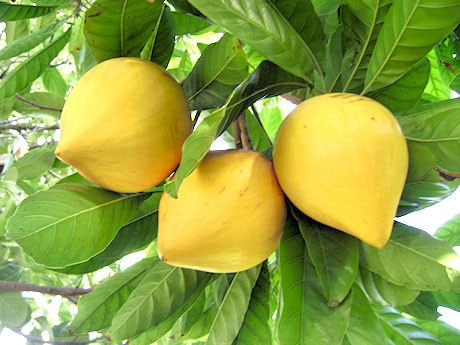 qua-trung-ga-2-1 Quả trứng gà tốt cho tim mạch.