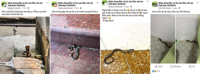 Nhiều cư dân mạng chia sẻ về hình ảnh rắn hổ mang Trung Quốc họ bắt gặp tại khu dân cư