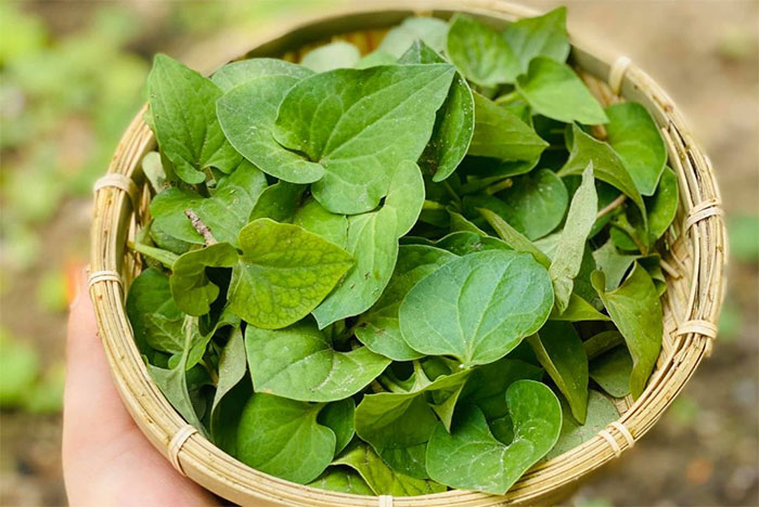 rau-diep-ca-2-1 Bổ sung rau diếp cá hàng ngày có thể giúp bạn có đôi mắt sáng, khỏe mạnh.