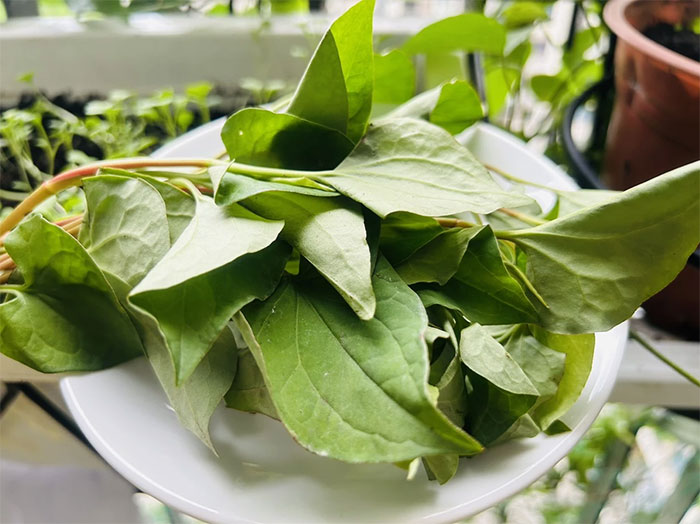 rau-diep-ca-3 Rau diếp cá là một loại cây thảo mộc rất quen thuộc ở Việt Nam.
